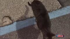 Colonia felina all'aeroporto di Fiumicino, le associazioni animaliste: "Rischiano la morte"