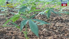 Savona, sequestrate 3 tonnellate di droga: avrebbero fruttato 9 milioni di euro