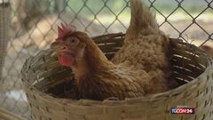 Uova protagoniste a Pasqua, i prezzi tornano alla normalità
