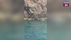Capri, foca monaca avvistata a pochi metri dalla costa