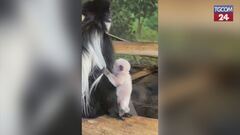 È nato un piccolo "re" allo zoo di Hogle: il baby colobo si chiama "Basil"