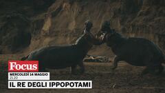 Il re degli ippopotami
