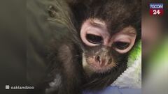 Oakland, allo zoo un cucciolo di scimmia trovato durante un'operazione antidroga