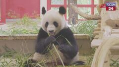Grande festa allo zoo di Vienna: arrivati dalla Cina due nuovi panda