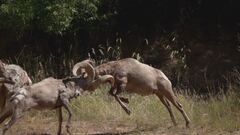 Battaglie animali