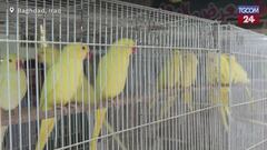 Iraq, a Baghdad il più grande mercato di animali domestici del Paese