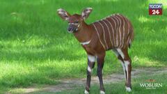 Il Woburn Safari Park dà il benvenuto a un nuovo cucciolo di Bongo