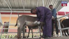 Etiopia, aperta una clinica gratuita per gli asini: perché è importante