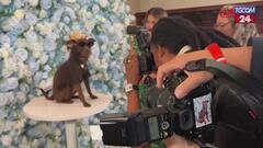 A New York il gala dei cani: vestiti eleganti come le star