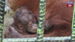 Indonesia, nasce un cucciolo di orango: le coccole con la mamma