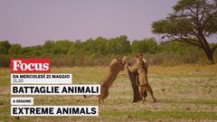 Battaglie animali