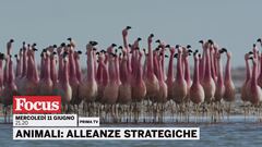 Animali: alleanze strategiche
