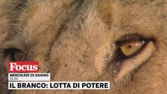 Il Branco: lotta di potere