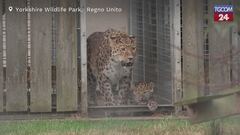 Regno Unito, i cuccioli di leopardo esplorano il mondo per la prima volta