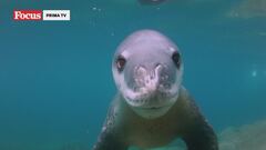 Incontri ravvicinati nel meraviglioso mondo degli animali