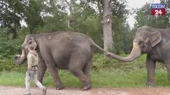 Germania, gli elefanti si godono la pensione allo zoo di Ströhen