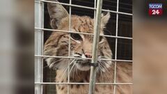 Regno Unito, addio ai maltrattamenti: la lince rossa Blob ha una nuova casa