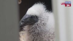Praga, i guardiani dello zoo diventano burattinai per dei cuccioli di avvoltoio orfani