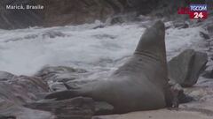 Brasile, un elefante marino trovato su una spiaggia di Maricá