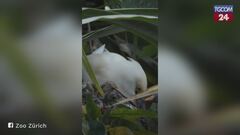 Zoo di Zurigo, quattro piccoli di airone beccolargo nati nella foresta Masoala