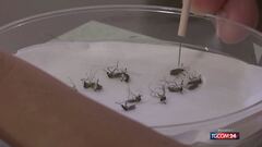 West Nile, Italia prima in Europa per numero di contagi
