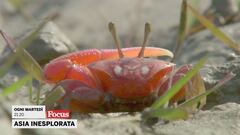 Asia inesplorata