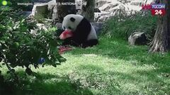 Washington, torta di ghiaccio a base di frutta: il panda Bao Li compie quattro anni