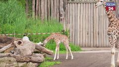 Lipsia, lo zoo accoglie un cucciolo di giraffa: primi passi tra curiosità e scoperta