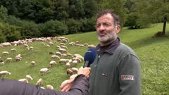 Orsi in Val di Fumo, il racconto di un pastore: "Mi hanno ucciso almeno 30 pecore"