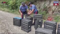 Reggio Calabria, in auto con oltre 2mila uccelli protetti: denunciato