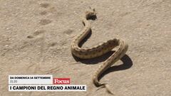 I campioni del regno animale