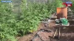 Cisterna di Latina, coltivazione e detenzione di marijuana: un arresto