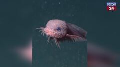 Scoperta negli abissi, il nuovo "pesce lumaca" avvistato a 4mila metri di profondità