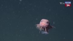 Scoperta in California una nuova specie di pesce