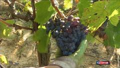 Vendemmia 2025, Italia numero uno al mondo