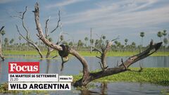 Wild Argentina