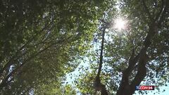 Roma, 614 alberi caduti in un anno: indagini chiuse