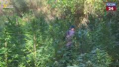 Catanzaro, scoperte piantagioni di marijuana: avrebbero fruttato 3 milioni di euro