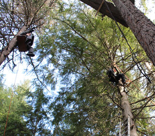 Sospesi tra gli alberi 1