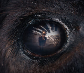 Animale