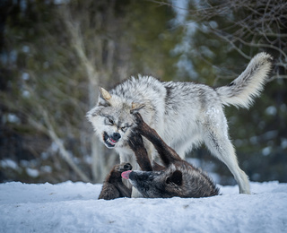 Battaglie animali - Foreste selvagge