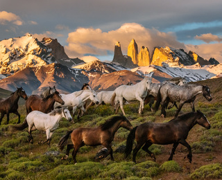 Wild Argentina